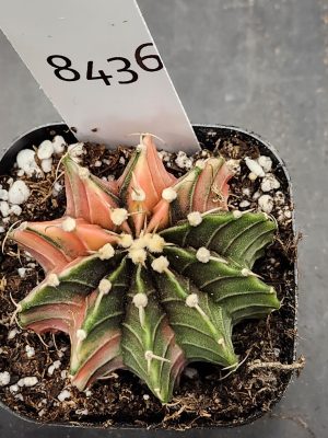 Gymnocalycium Mihanovichii Variegated Cactus Pink Flower Garden #8436 in 2.75" Pot