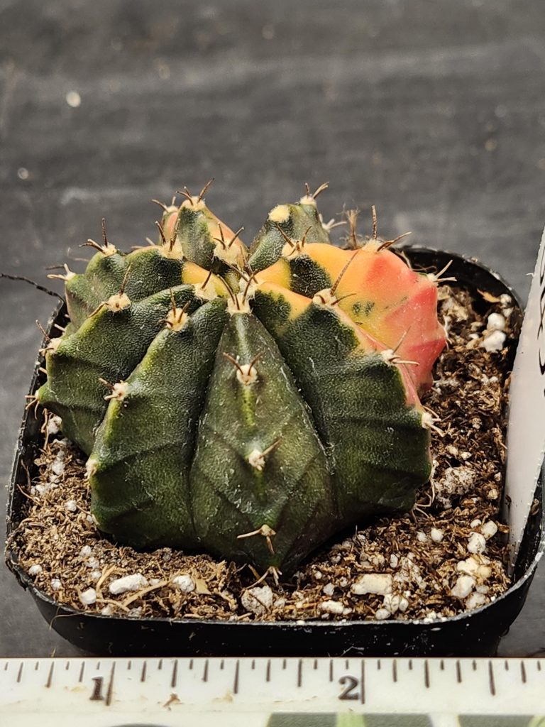 Gymnocalycium Mihanovichii Variegated Cactus Perfect Round Deep Green #8437 in 2.75" Pot - Image 2