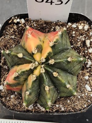 Gymnocalycium Mihanovichii Variegated Cactus Perfect Round Deep Green #8437 in 2.75" Pot