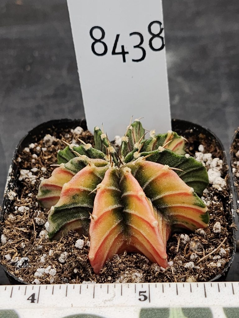 Gymnocalycium Mihanovichii Variegated Cactus Green and Orange with Hot Pink Cheverons #8438 in 2.75" Pot - Image 3