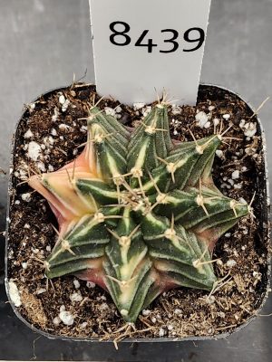 Gymnocalycium Mihanovichii Variegated Cactus Gorgeous North Star Top View #8439 in 2.75" Pot
