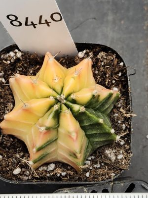Gymnocalycium Mihanovichii Variegated Cactus Yellow Overpower of Joy #8440 in 2.75" Pot