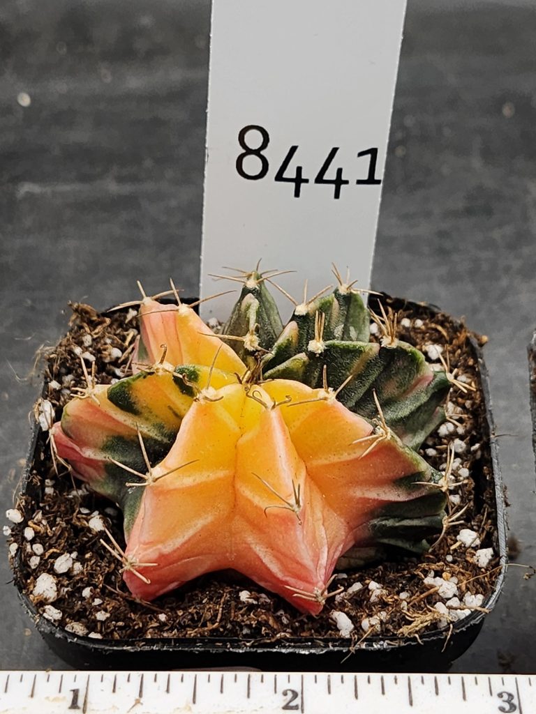 Gymnocalycium Mihanovichii Variegated Cactus Bright Tangeringe #8441 in 2.75" Pot - Image 3