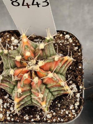 Gymnocalycium Mihanovichii Variegated Cactus Faded Christmas Colors #8443 in 2.75" Pot