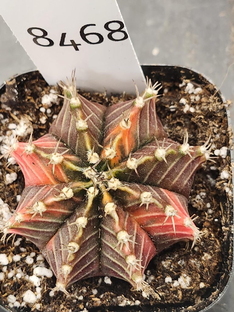 Gymnocalycium Mihanovichii Variegated Cactus Pink and Purple Dream #8468 in 2.75" Pot