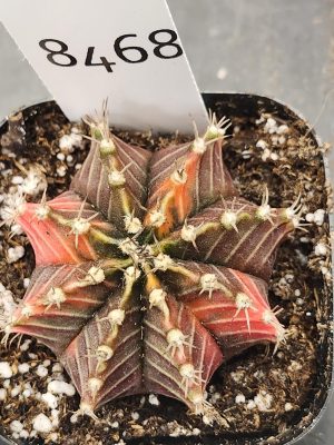 Gymnocalycium Mihanovichii Variegated Cactus Pink and Purple Dream #8468 in 2.75" Pot