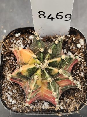 Gymnocalycium Mihanovichii Variegated Cactus Orange and Pink with Deep Green Sections #8469 in 2.75" Pot