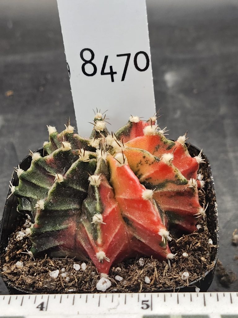 Gymnocalycium Mihanovichii Variegated Cactus Half Green Half Red- Orange  #8470 in 2.75" Pot - Image 3