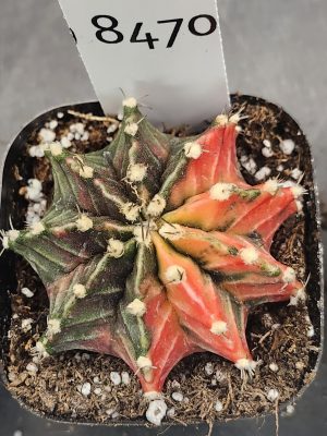 Gymnocalycium Mihanovichii Variegated Cactus Half Green Half Red- Orange #8470 in 2.75" Pot