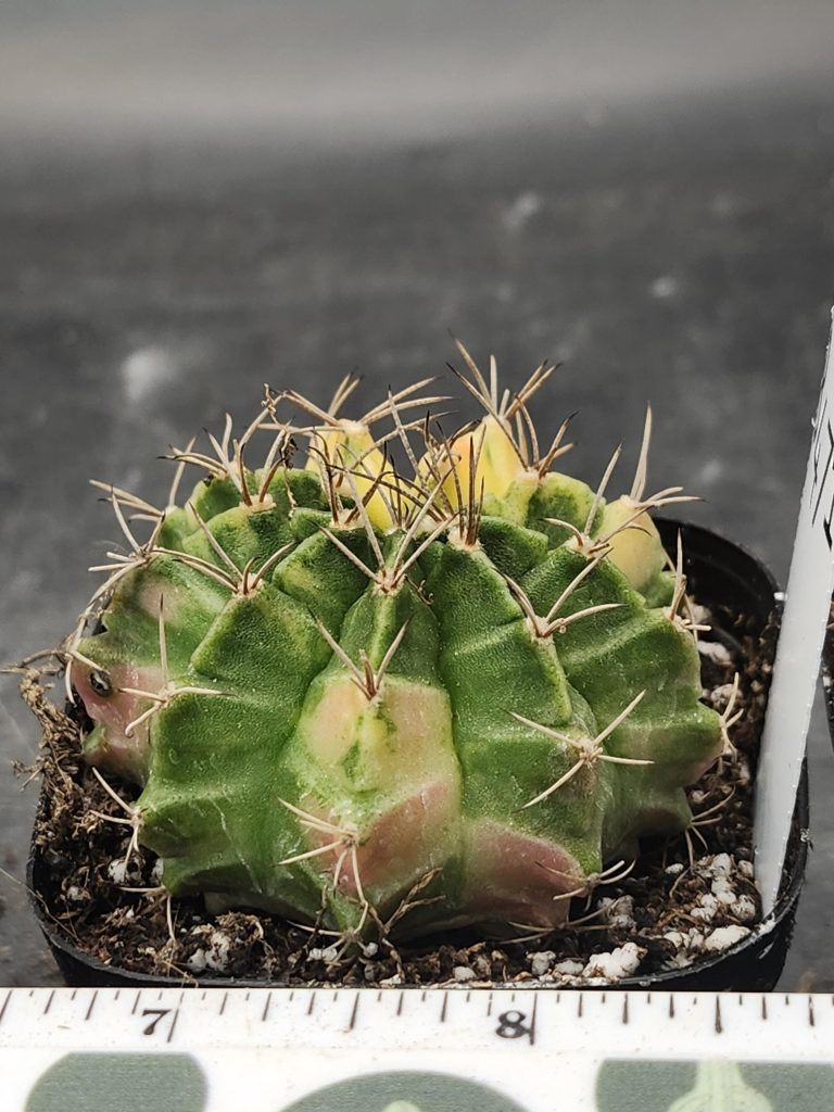 Gymnocalycium Mihanovichii Variegated Cactus Light Lime Green and Pale Yellow #8471 in 2.75" Pot - Image 2