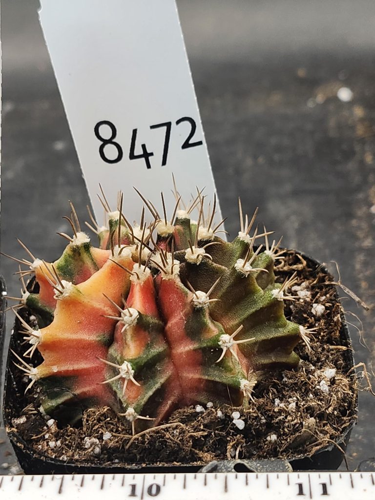 Gymnocalycium Mihanovichii Variegated Cactus Peach and Olive Green Mix #8472 in 2.75" Pot - Image 3