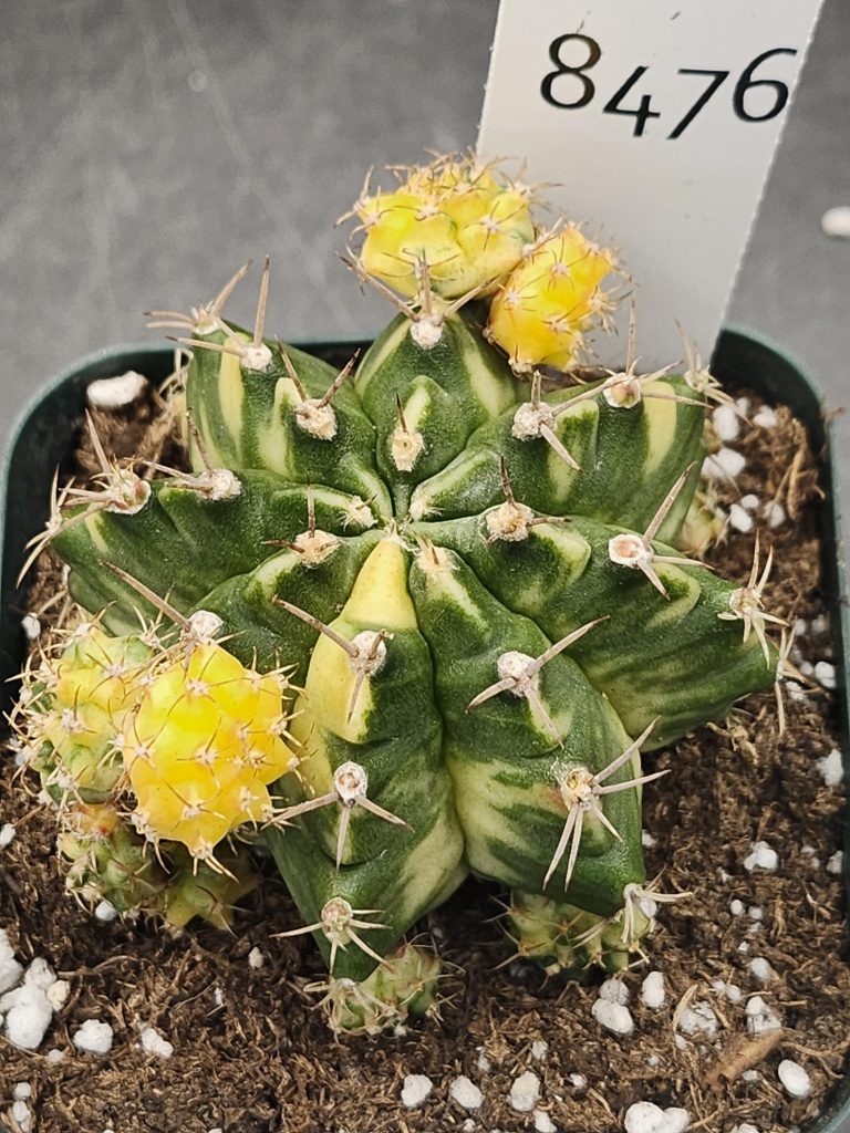 Gymnocalycium Mihanovichii Moon Love Clone #8476 in 3.5" Pot