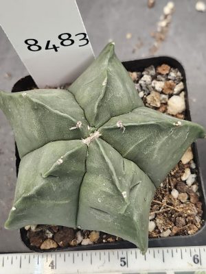 Astrophytum Myriostigma Nudum (Bishop's Cap) Cactus Unique Rare Beautiful  Fat Ribs Cacti #8483