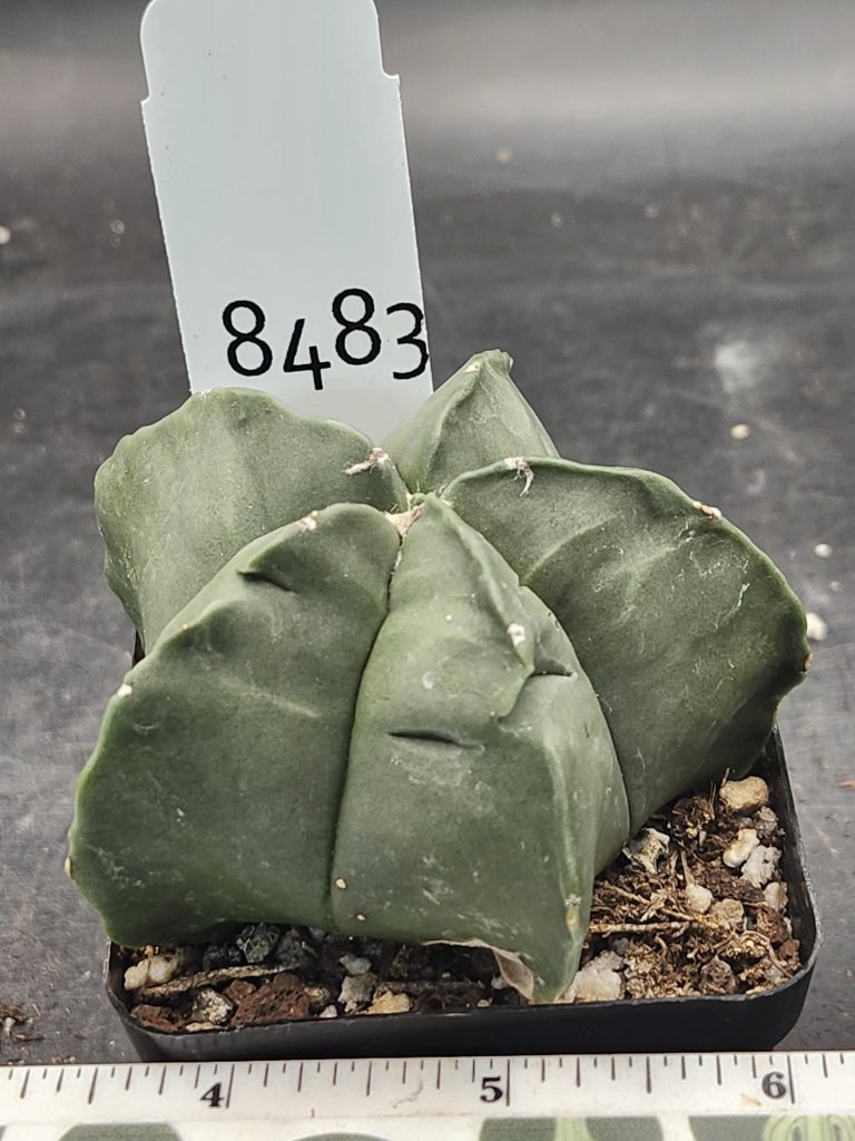 Astrophytum Myriostigma Nudum (Bishop's Cap) Cactus Unique Rare Beautiful  Fat Ribs Cacti #8483 - Image 3