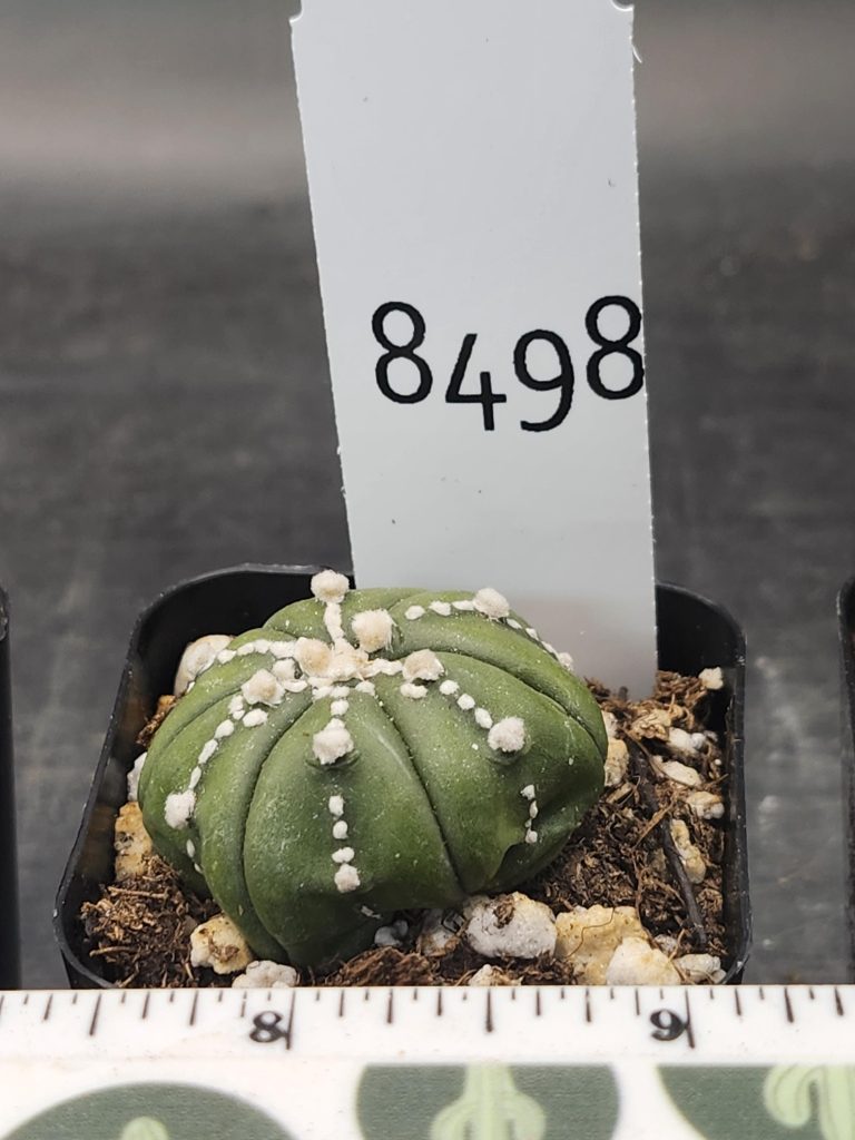 Astrophytum Beautiful Unique Kabuto Nudum Stripes Cactus Beautiful #8498 Live Cacti - 2 inch pot - Image 3