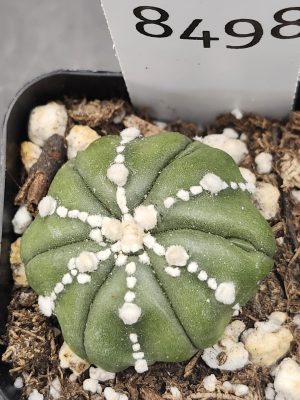 Astrophytum Beautiful Unique Kabuto Nudum Stripes Cactus Beautiful #8498 Live Cacti - 2 inch pot