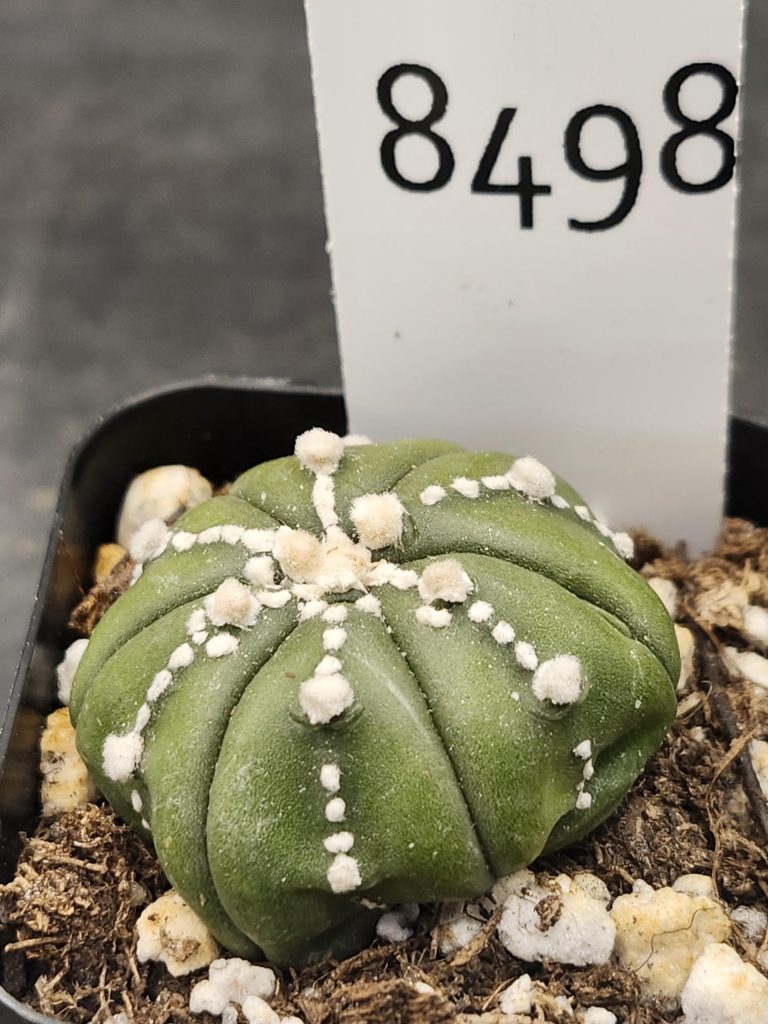 Astrophytum Beautiful Unique Kabuto Nudum Stripes Cactus Beautiful #8498 Live Cacti - 2 inch pot - Image 2