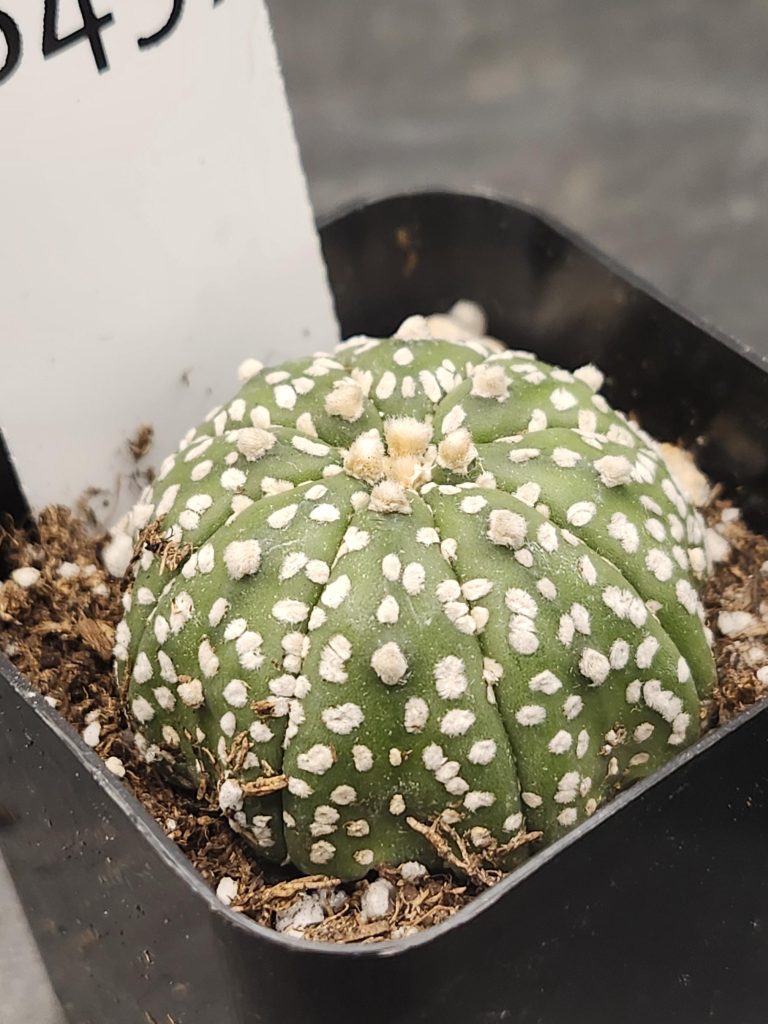 Astrophytum Beautiful Unique Light Flocking Cactus Beautiful #8497 Live Cacti - 2 inch pot - Image 2