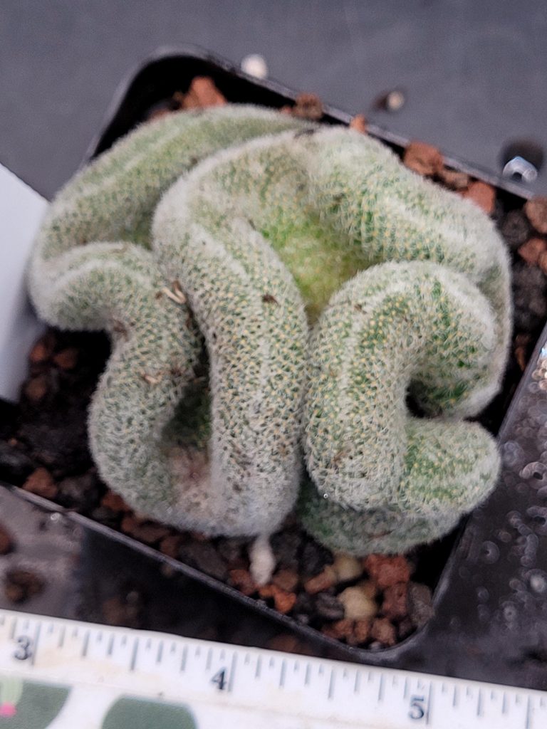 Mammillaria Perbella Cristata Brain Cactus Unique Striking Funky Cactus Fun Pretty #472 -3.5 inch pot - Image 2