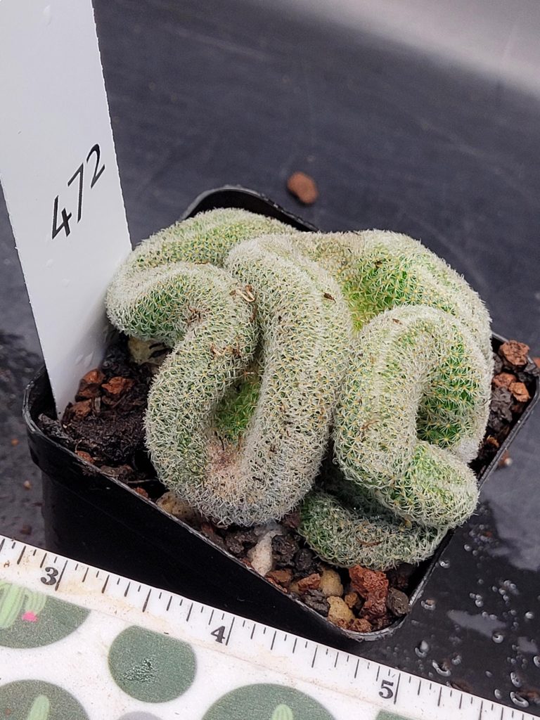 Mammillaria Perbella Cristata Brain Cactus Unique Striking Funky Cactus Fun Pretty #472 -3.5 inch pot