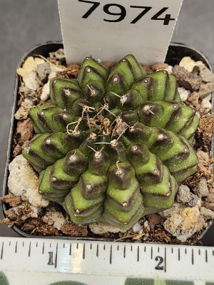 Gymnocalycium Cristata Crested Thornless Cactus Unique Rare Special Cacti #7974
