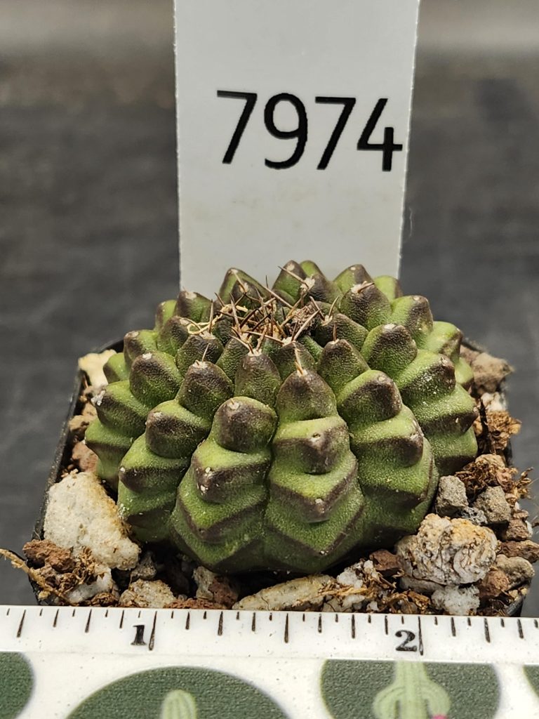 Gymnocalycium Cristata Crested Thornless Cactus Unique Rare Special Cacti #7974 - Image 3