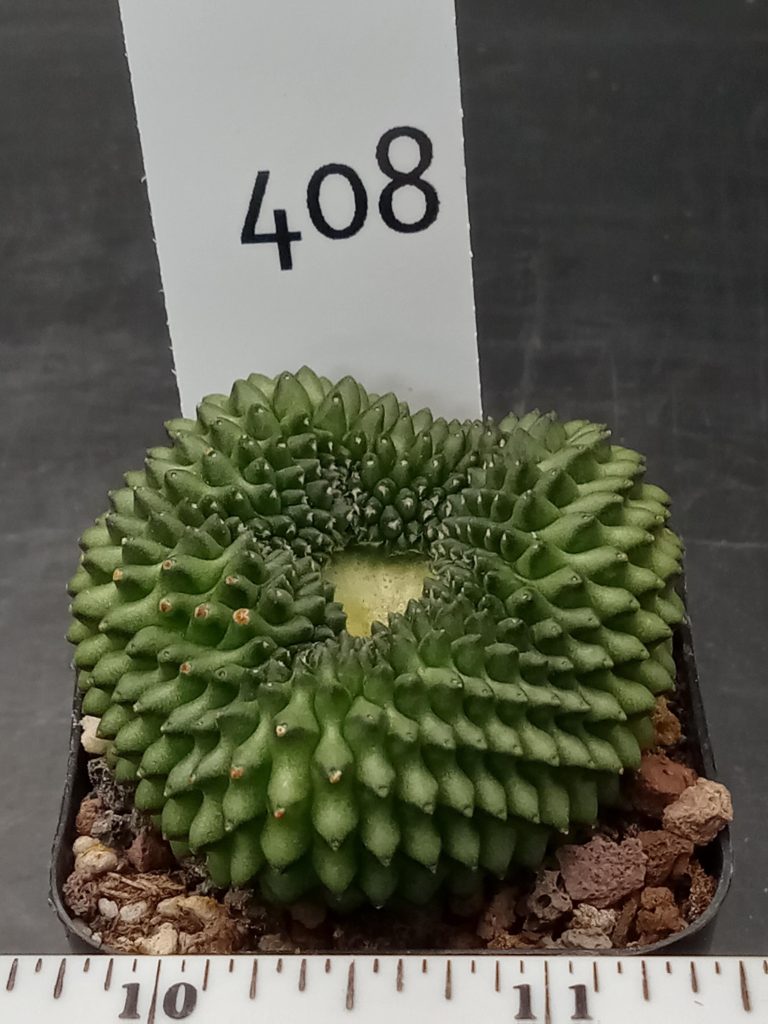 Gymnocalycium Cristata Crested Thornless Cactus Unique Rare Special Cacti Unique Spiral #408 - Image 3