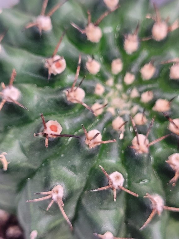 Gymnocalycium Cristata Crested Going Thornless Cactus Unique Rare Special Cacti #435 - Image 2