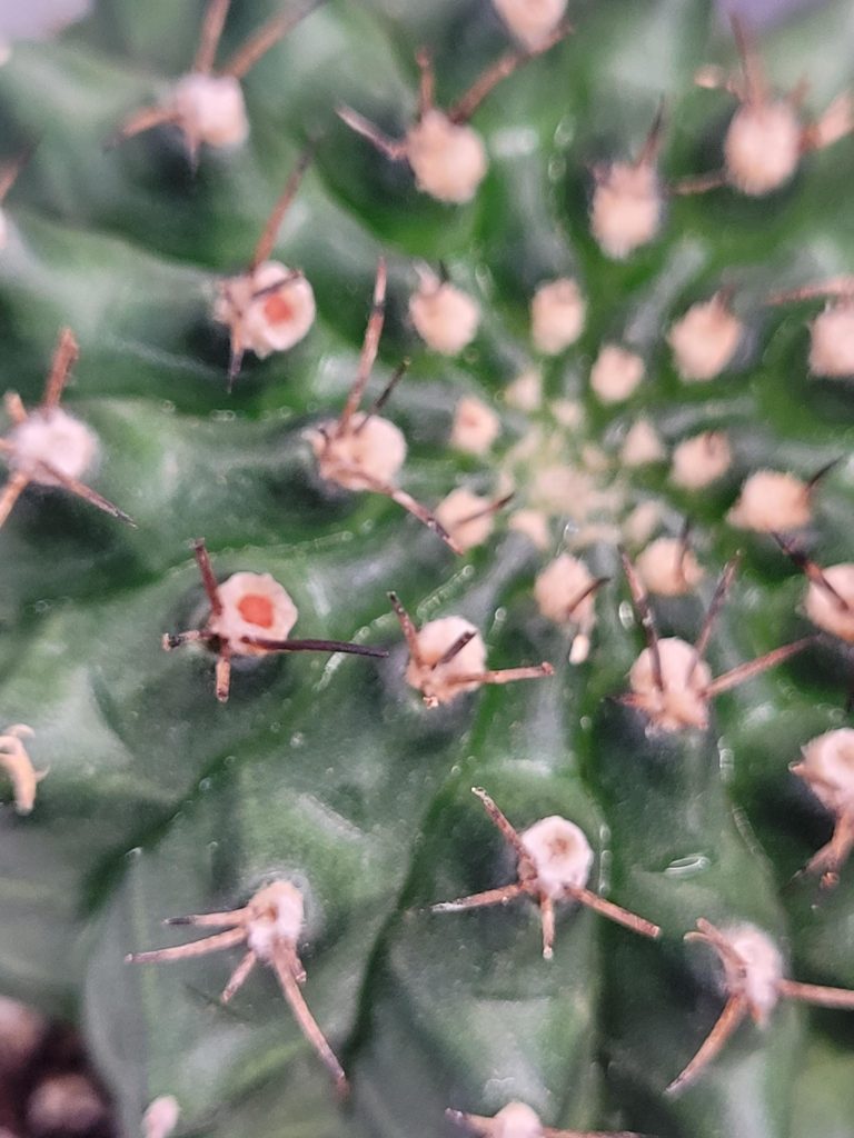 Gymnocalycium Cristata Crested Going Thornless Cactus Unique Rare Special Cacti #435 - Image 2