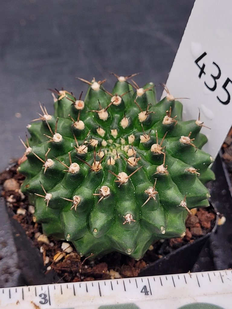 Gymnocalycium Cristata Crested Going Thornless Cactus Unique Rare Special Cacti #435 - Image 4