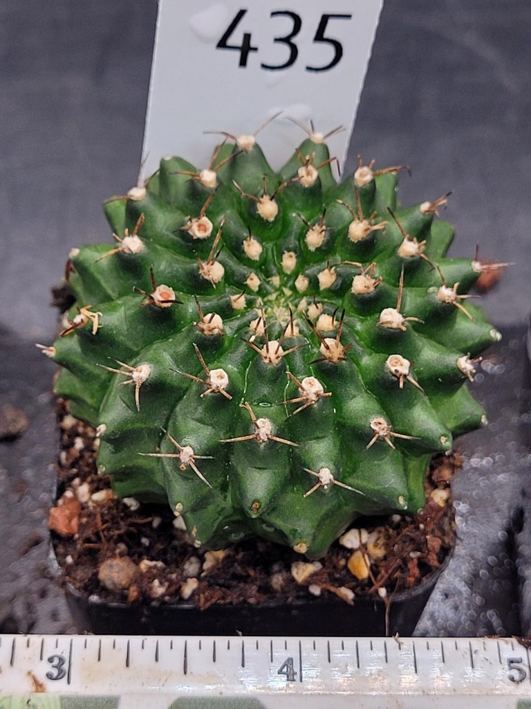 Gymnocalycium Cristata Crested Going Thornless Cactus Unique Rare Special Cacti #435 - Image 3