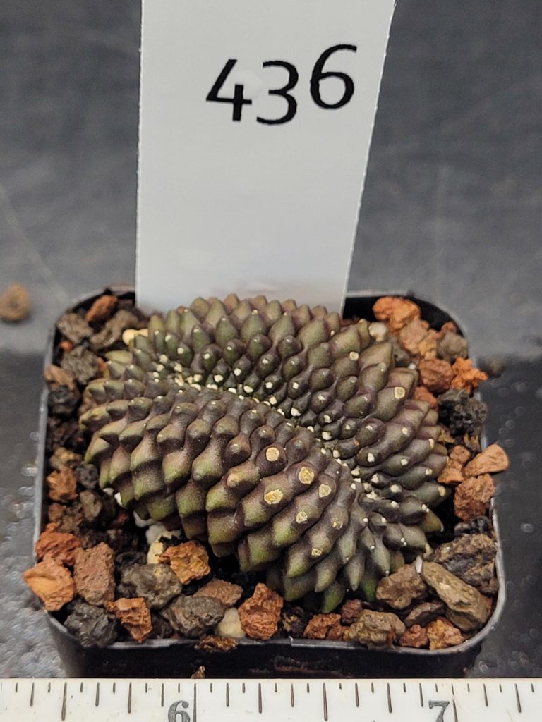 Gymnocalycium Cristata Crested Thornless Cactus Unique Rare Special Cacti Unique Spiral #436 - Image 2