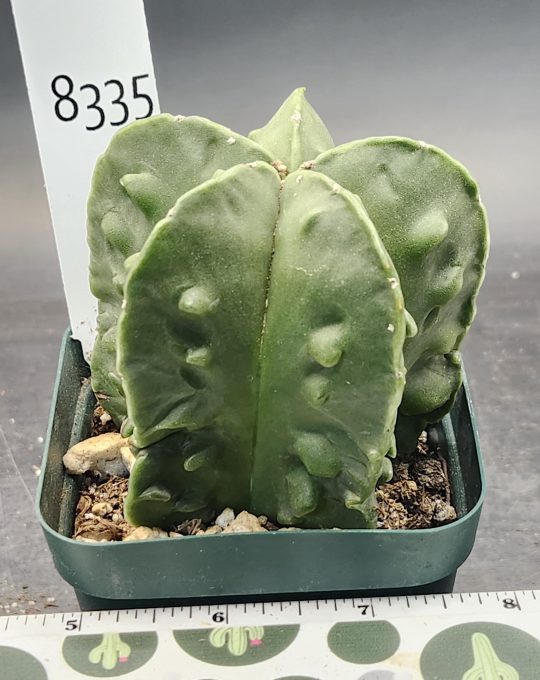 Astrophytum Myriostigma FUKURYU Nudum (Bishop's Cap) Cactus Unique Rare Beautiful  Fat Ribs Cacti #8335