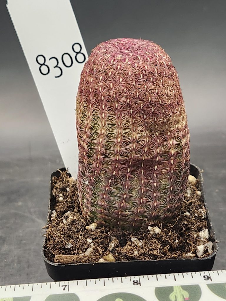 Rare Echinocereus Rigidissimus (Rainbow Hedgehog Cactus) – Vibrant Collector’s Cactus, Ships Bare Root Cacti #8308