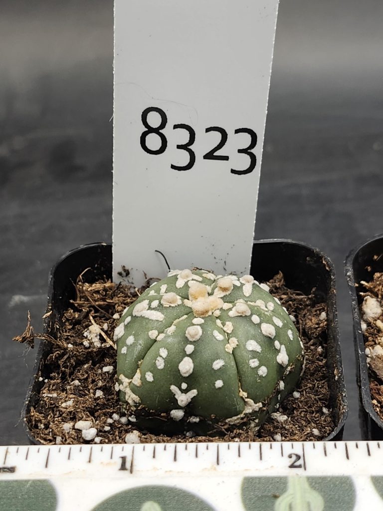 Astrophytum V Type Cactus Beautiful #8323 Gorgeous V Markings and Lines, Unique Pattern Live Cacti - 2 inch pot - Image 3