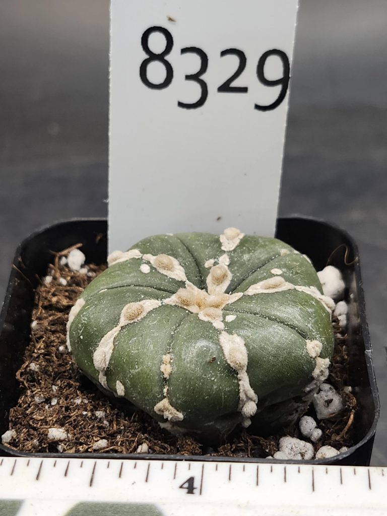 Astrophytum Beautiful Unique Kabuto Nudum Stripes Cactus Beautiful #8329 Live Cacti - 2 inch pot - Image 3