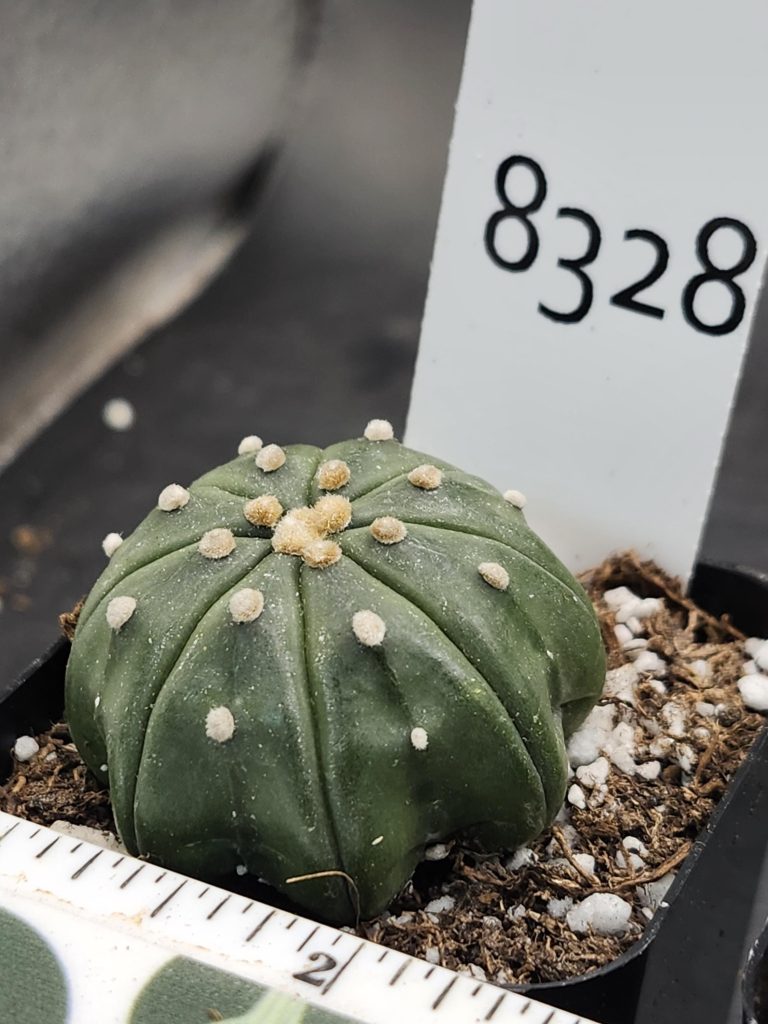 Astrophytum Cactus Beautiful #8328 Gorgeous Cream Tufts Nudum style Live Cacti - 2 inch pot - Image 3