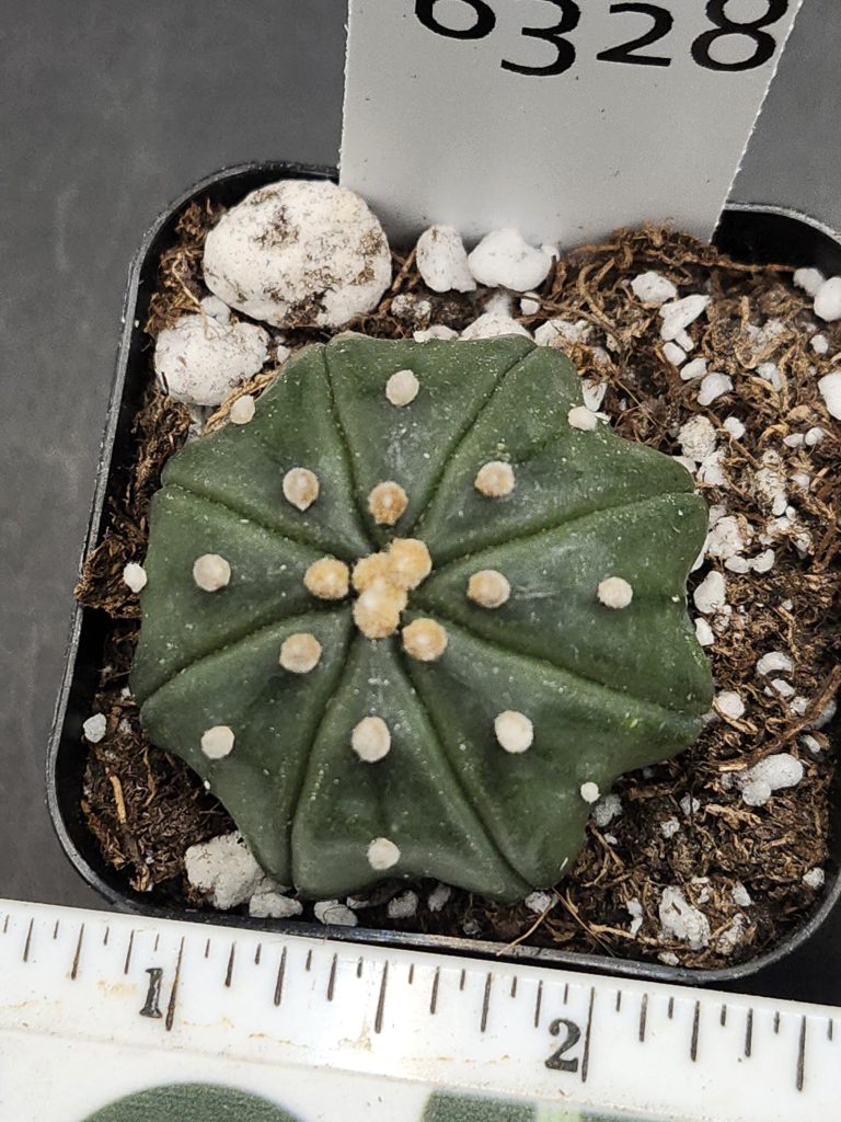 Astrophytum Cactus Beautiful #8328 Gorgeous Cream Tufts Nudum style Live Cacti - 2 inch pot - Image 2