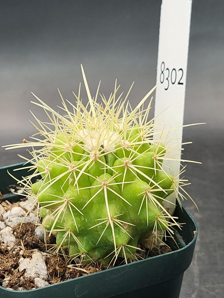 Rare Echinocereus Grusonii Cactus – A Unique and Compact Collector’s Gem, Ships Bare Root #8302