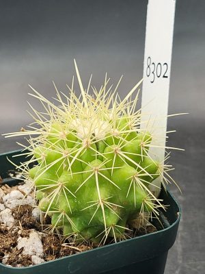 Rare Echinocereus Grusonii Cactus – A Unique and Compact Collector’s Gem, Ships Bare Root #8302