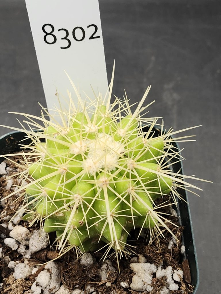 Rare Echinocereus Grusonii Cactus – A Unique and Compact Collector’s Gem, Ships Bare Root #8302 - Image 3