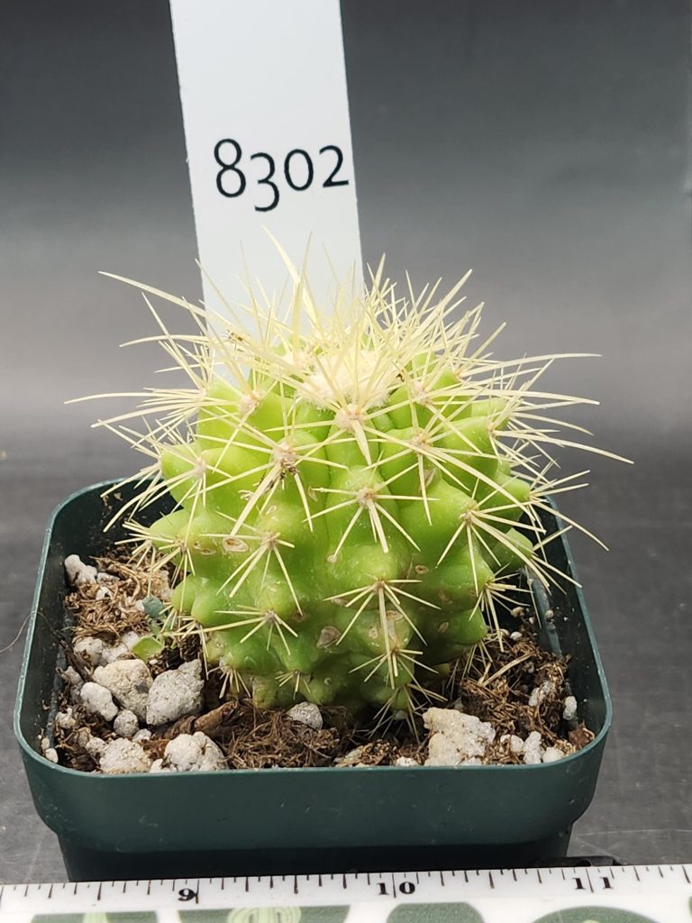 Rare Echinocereus Grusonii Cactus – A Unique and Compact Collector’s Gem, Ships Bare Root #8302 - Image 2