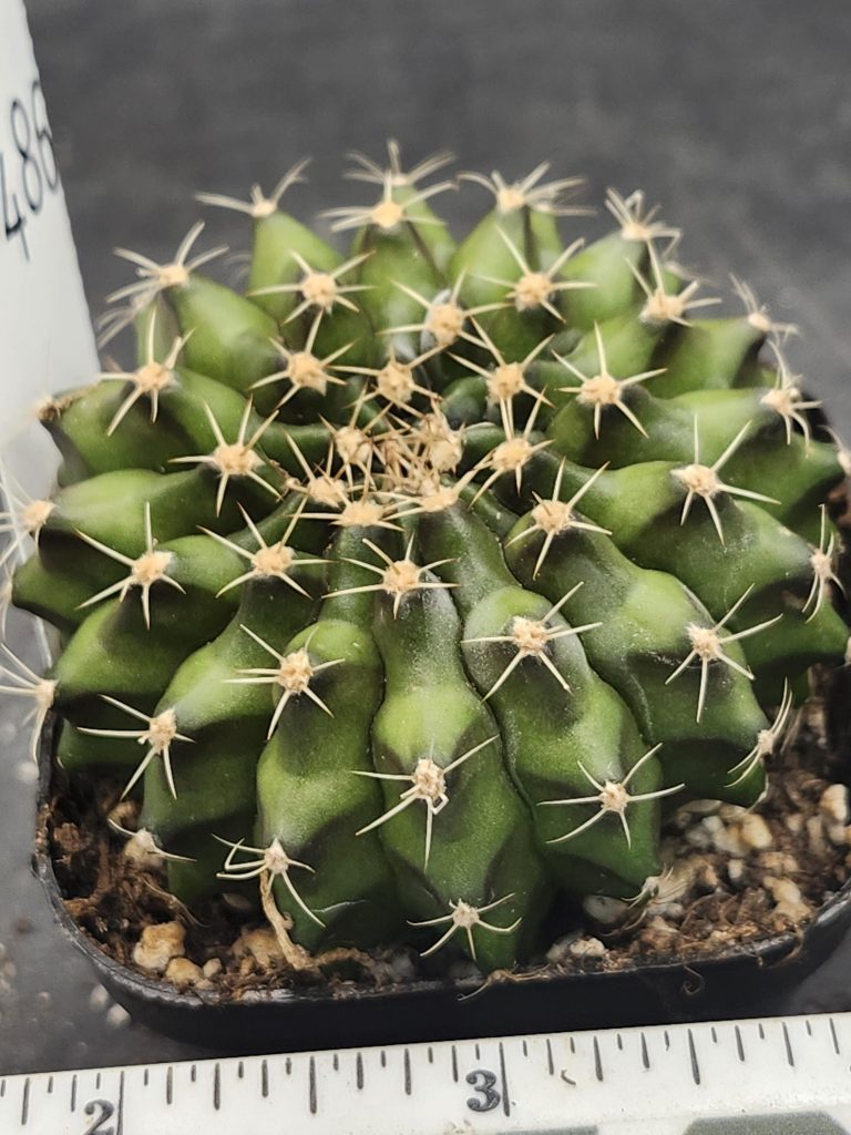 Gymnocalycium Cristata Unique Shape Cactus Unique Rare Special Cacti Beautiful #8486 - Image 2