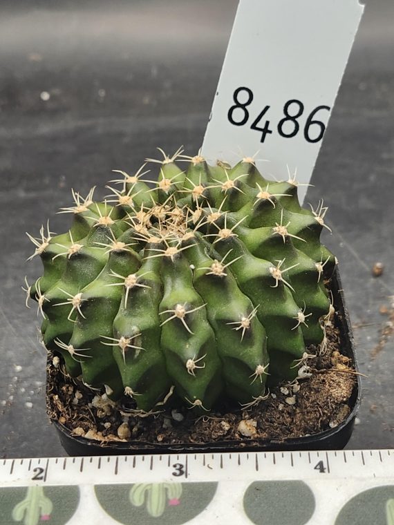 Gymnocalycium Cristata Unique Shape Cactus Unique Rare Special Cacti Beautiful #8486 - Image 3