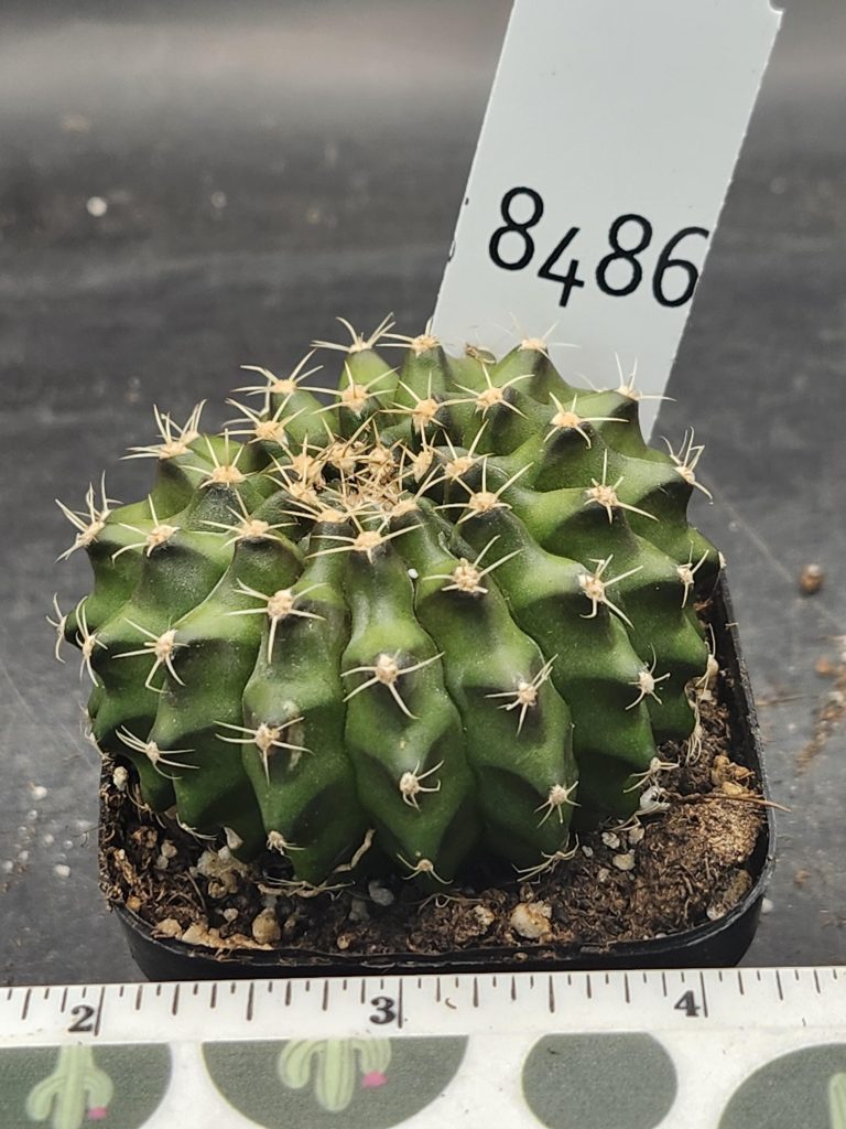 Gymnocalycium Cristata Unique Shape Cactus Unique Rare Special Cacti Beautiful #8486 - Image 3