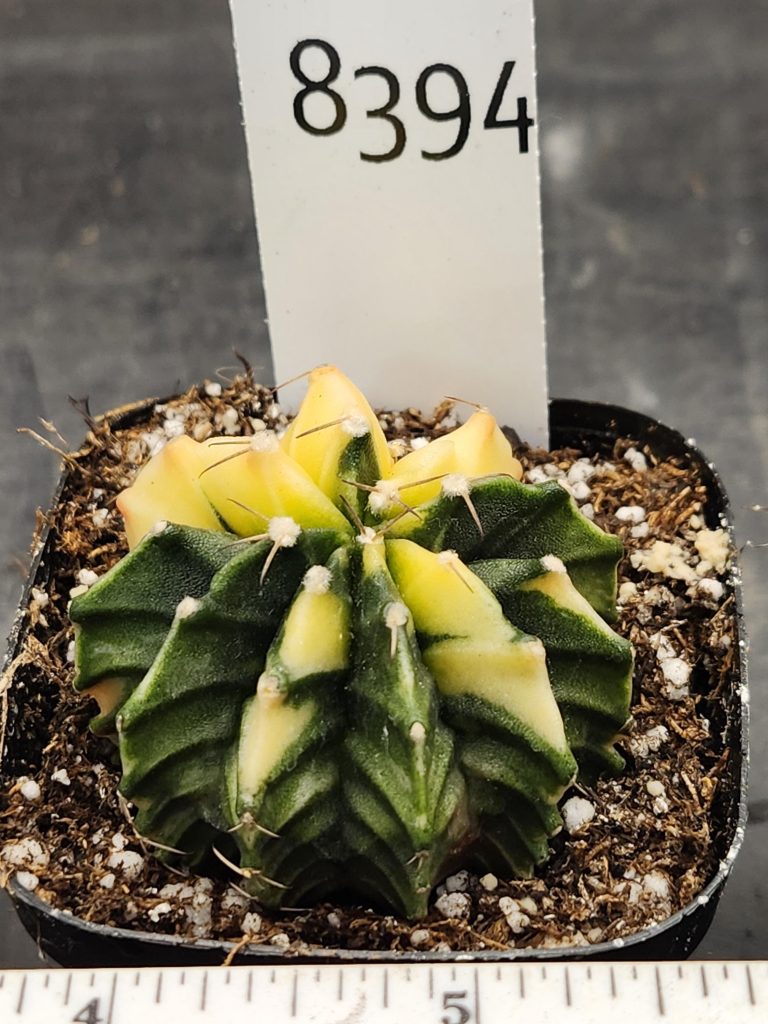 Gymnocalycium Mihanovichii Beautiful Yellow Green Butterfly Top View Varigated Cactus #8394 - Image 3