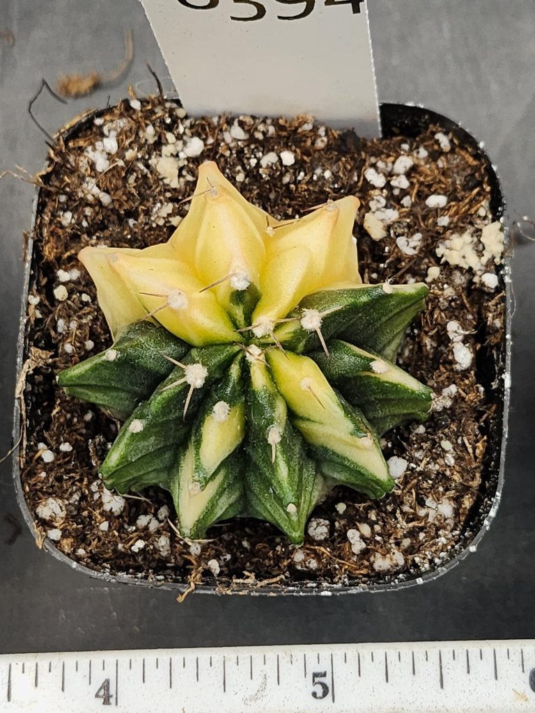 Gymnocalycium Mihanovichii Beautiful Yellow Green Butterfly Top View Varigated Cactus #8394