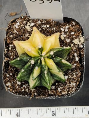 Gymnocalycium Mihanovichii Beautiful Yellow Green Butterfly Top View Varigated Cactus #8394