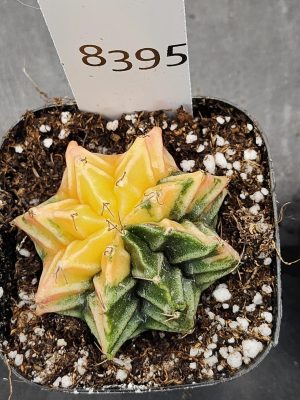 Gymnocalycium Mihanovichii Varigated Cactus Lime Turning into a Lemon#8395