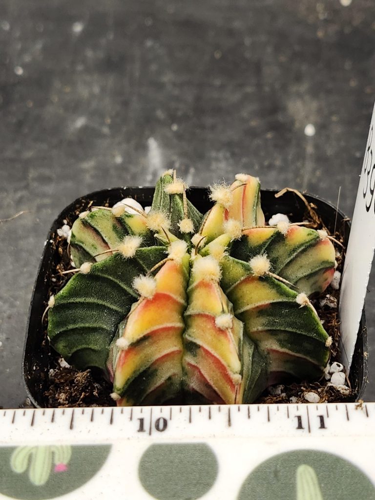 Gymnocalycium Mihanovichii Varigated Cactus Green with Pale Yellow Hints #8396 - Image 2